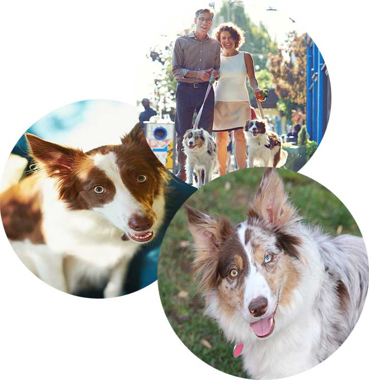 Pam Blair and Bruce Brickman of Yogabug Estate Services love taking their dogs for a walk in Portland OR