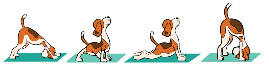 Yogabug realty hosts dog yoga in portland or at dog boneanza