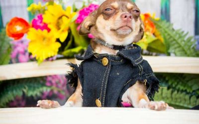 YogaBug Real Estate Presents the First Annual Portland Dog Boneanza!!!