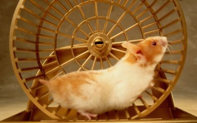 The Hamster Wheel vs. The Sternwheeler