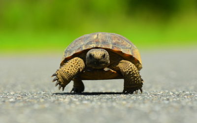 The Tortoise Takes the Lead