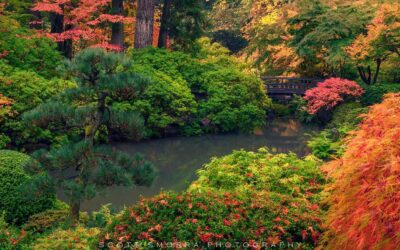 Portland’s Best Fall Leaf Viewing Spots