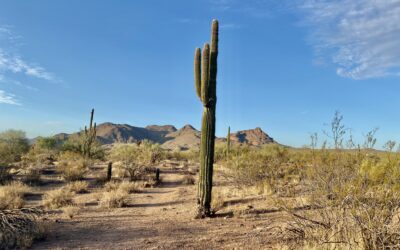 Pam’s June 2025 Portland Real Estate Update from Scottsdale, AZ.