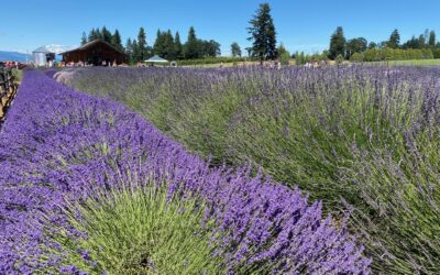 Pam’s May 2025 Portland Real Estate Update from Hood River Lavender Farms