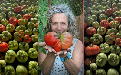 365 Tomatoes, 1 Big Lesson About Contentment