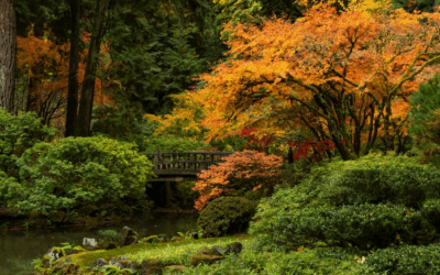 Pam’s October 2025 Portland Real Estate Update from Forest Park