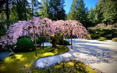 Pam’s February 2026 Portland Real Estate Update from the Portland Japanese Garden