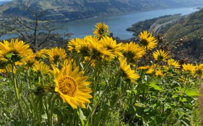 Pam’s March 2026 Portland Real Estate Update from Tom McCall Preserve