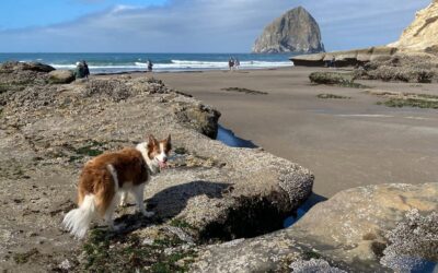 Pam’s May 2026 Portland Real Estate Update from Neskowin Beach